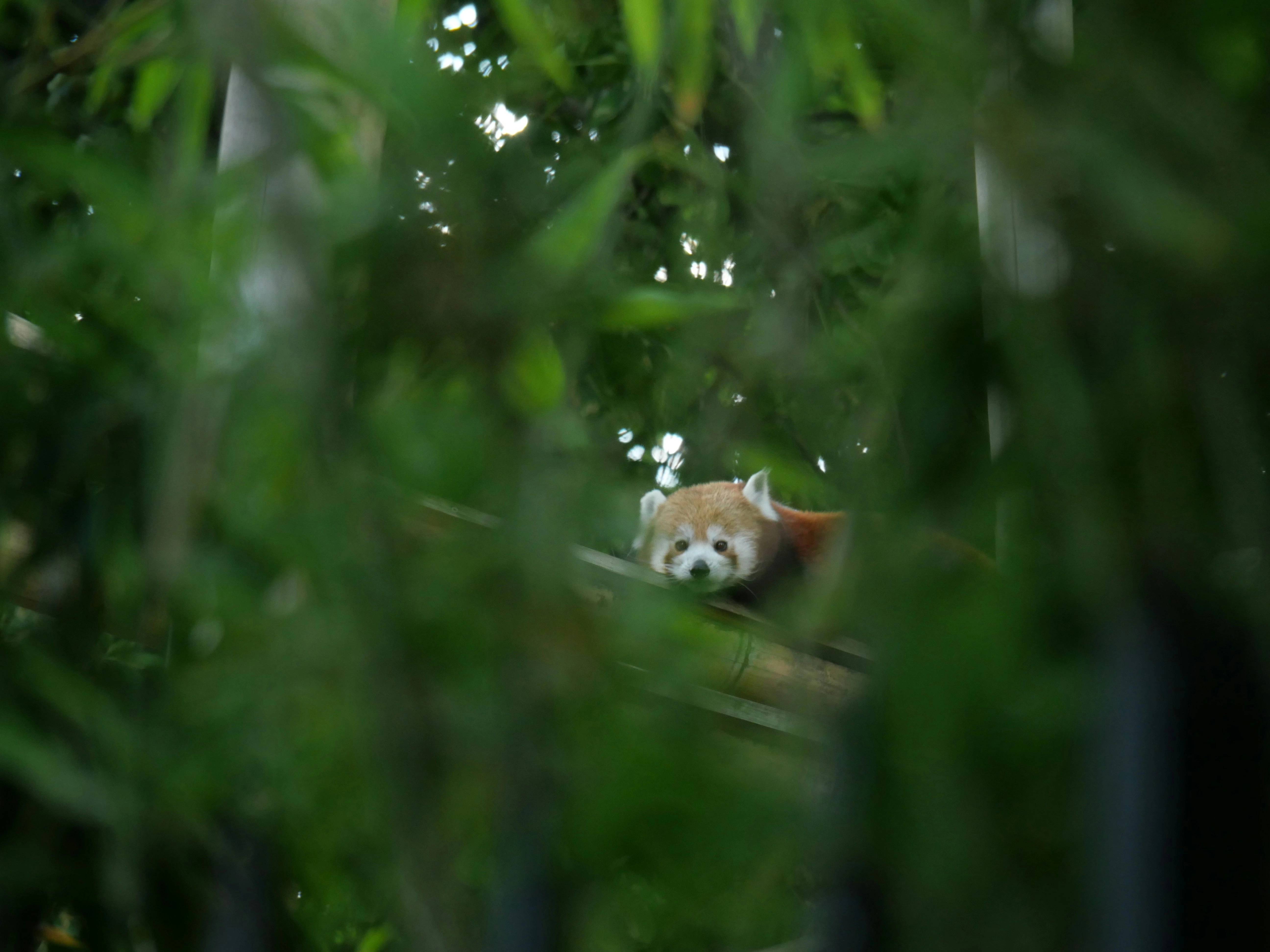 Jungle Safari in China
